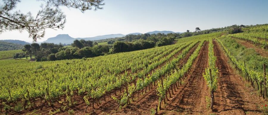 From Nice: Provence Wine Full-Day Tour - Why this Nice wine tour is worth a full day