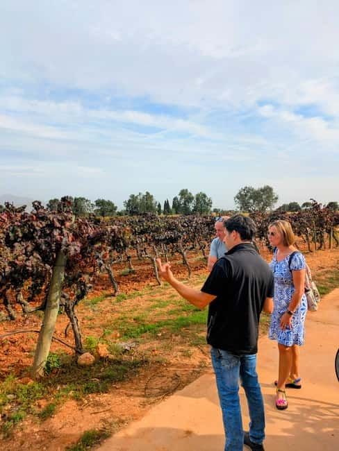 From Palma de Mallorca: Private Wine and Local Flavors Tour - Meeting your driver in Palma