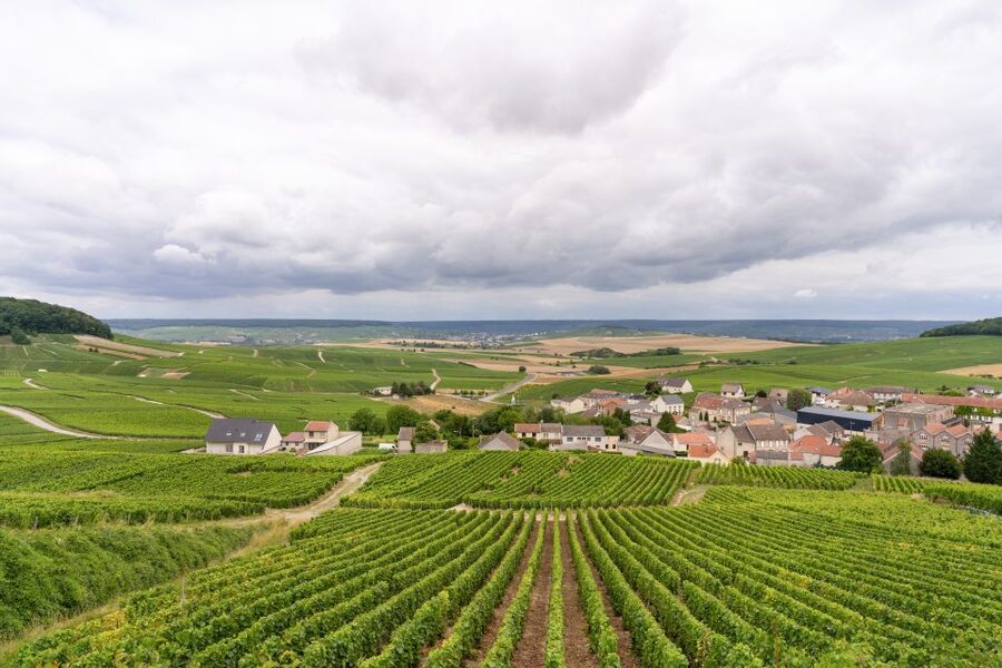 From Paris: Day Trip to Champagne with 8 Tastings & Lunch - The minivan, timing, and comfort