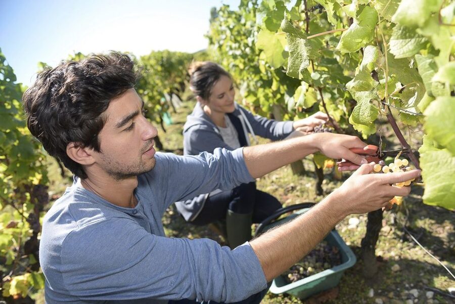 From Paris: Small-Group Champagne Day Trip with Six Tastings - A family winery and the human side of Champagne