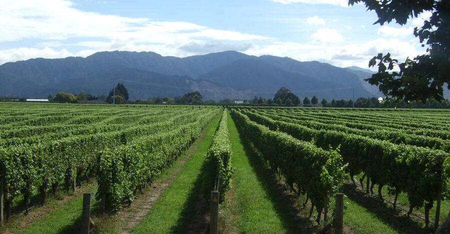 From Picton: Marlborough Wine Trip Shore Excursion - Four or five cellar doors, with useful variety