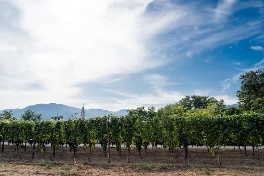 From Pompeii: Mount Vesuvius Wine Tasting and Lunch - Four wines, olive oil, and a generous table