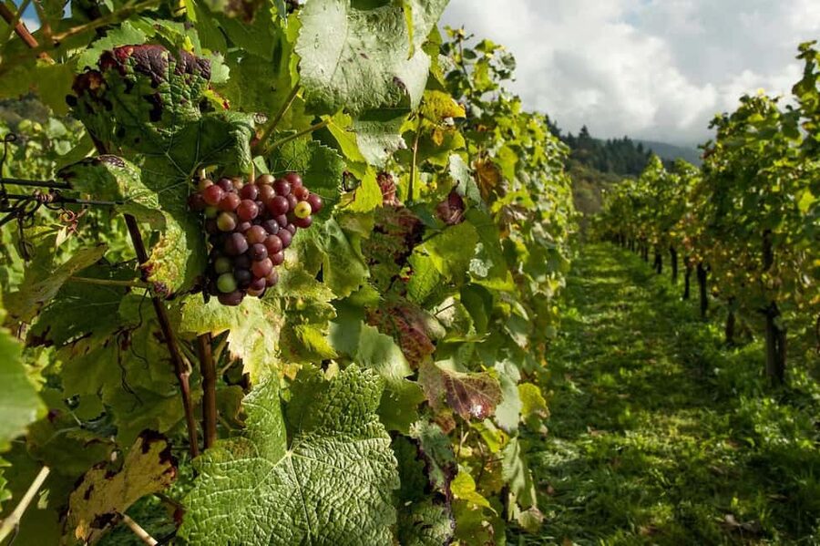 From Porto: 2 Wine Regions, Farm Lunch, and Boat Ride - The Pinhão boat cruise