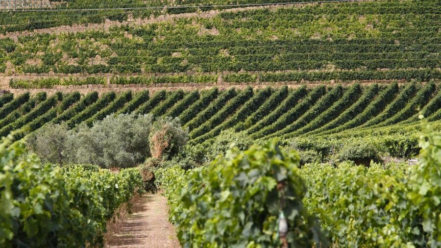From Porto: 2 Wine Regions, Farm Lunch, and Boat Ride - Lunch above the vineyards in Sabrosa