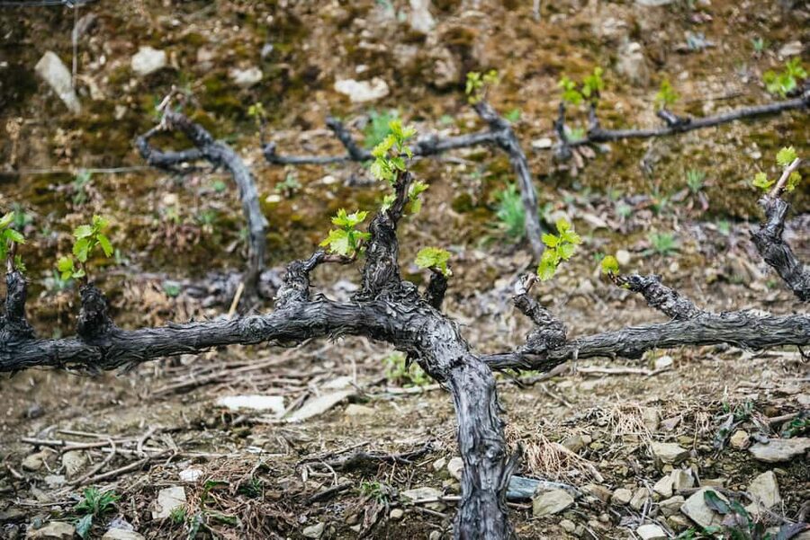 From Porto: Small Group Douro Valley Tour with Wine & Cruise - The guide can shape the whole day