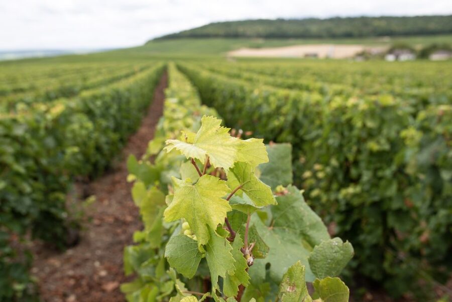 From Reims: Champagne and Family-Run Wineries Tour - The UNESCO-listed vineyard area