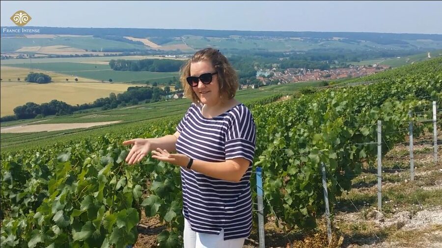 From Reims: Champagne Day Trip to 3 Family Domains & Lunch - Key points to know before you book