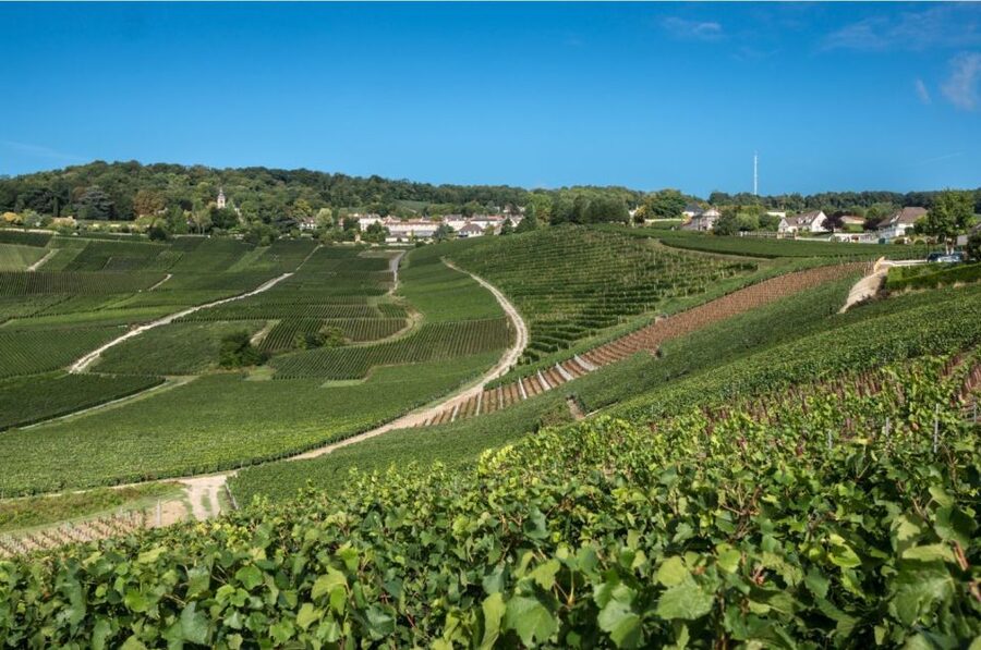 From Reims: Champagne Day Trip to 3 Family Domains & Lunch - The guides are a major part of the experience