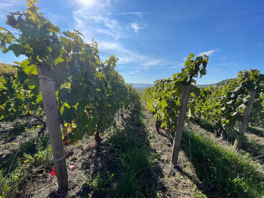 From Reims/Epernay: Champagne half-day tour (small group) - Independent producers instead of only famous labels