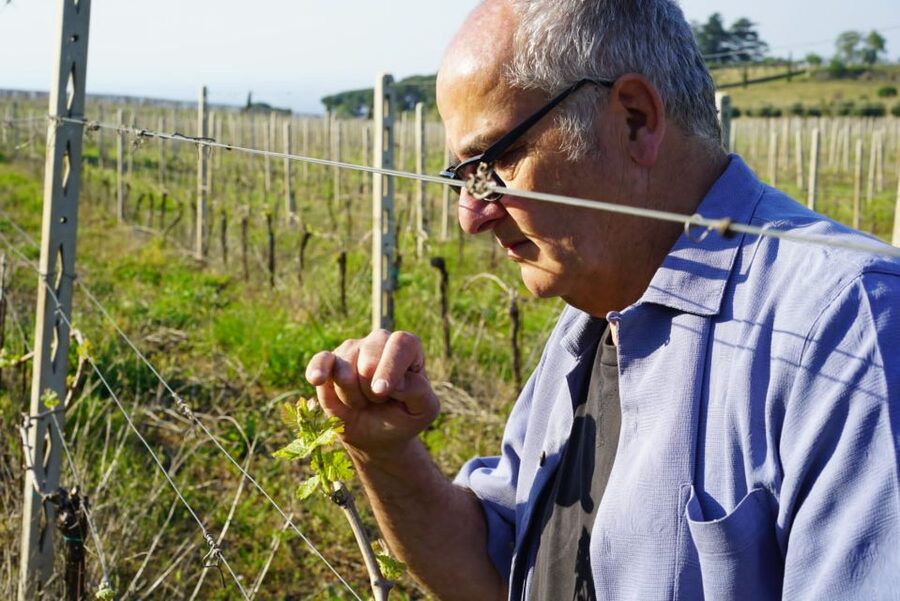 From Rome: Frascati Wine Region Tour with Wine Tasting - Tasting Frascati wines with bread and olive oil