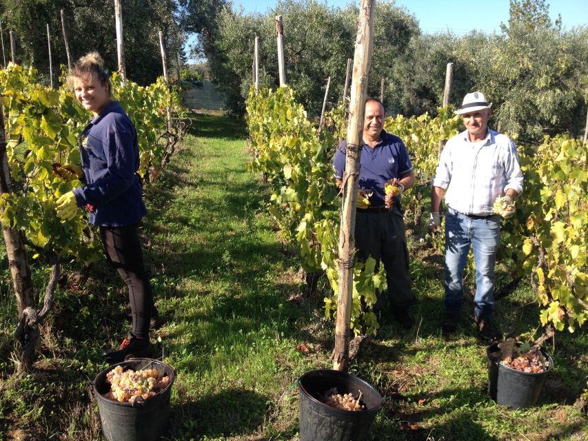 From Rome: Half-Day Frascati Wine Tour with Farmhouse Lunch - The short ride to a nine-generation farmhouse