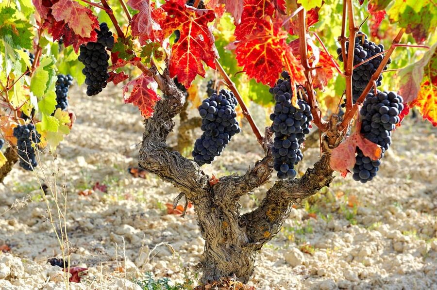 From San Sebastian/Bilbao/Vitoria: La Rioja Wineries Tour - Leaving Bilbao, Vitoria, or San Sebastian