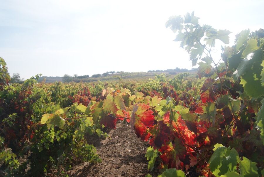 From San Sebastian/Bilbao/Vitoria: La Rioja Wineries Tour - Who will enjoy this Rioja day trip?