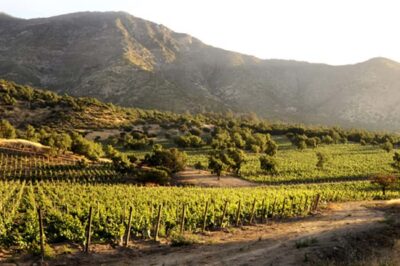 Maipo Valley Wine Tour