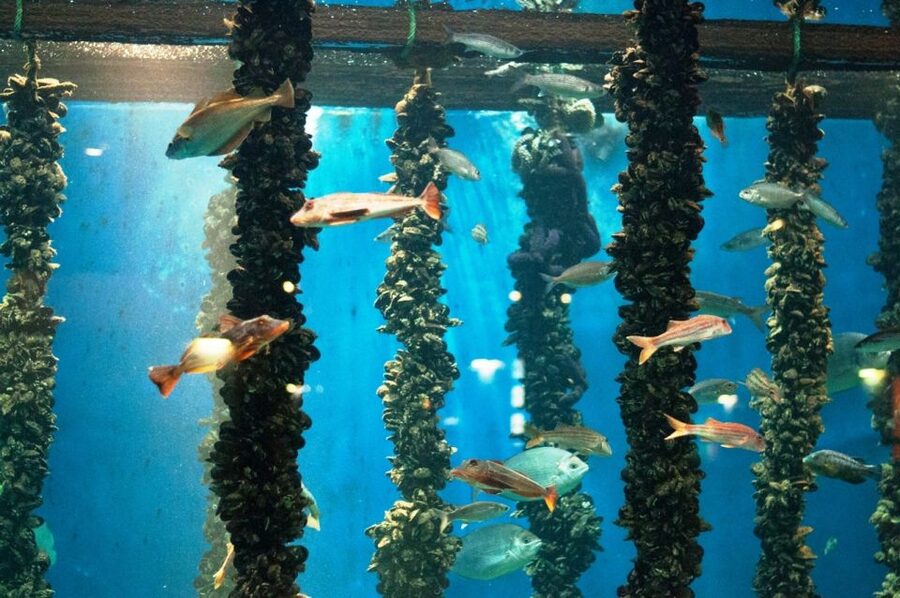 From Santiago: Tour to Rias Baixas with Boat Trip and Winery - Why this day trip works from Santiago