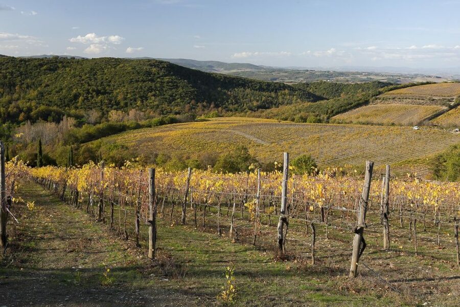 From Siena: Brunello di Montalcino Guided Wine Tour W/ Lunch - Montalcino fortress and hilltop views