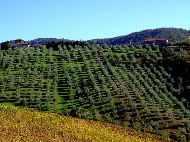 From Siena: Chianti and Castles Tour with Wine Tastings - Small details that can make the day better