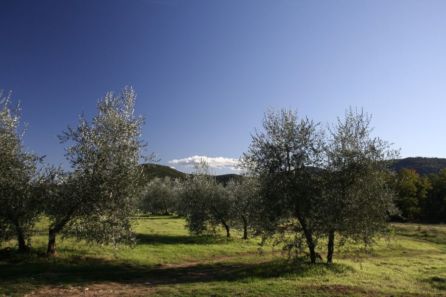 From Siena: Chianti Wine Tour with Lunch - Through the Chianti countryside