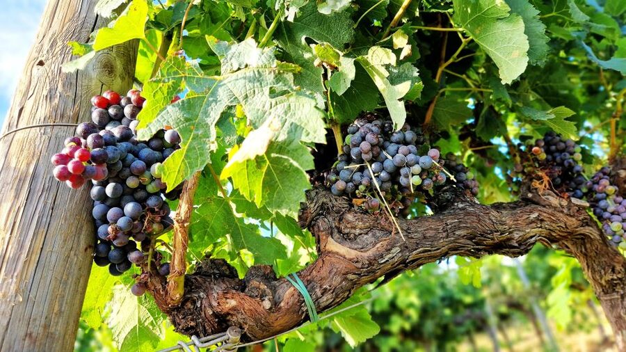 From Siena: Chianti Wine Tour with Lunch - The first winery and traditional Tuscan lunch