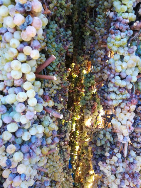 From Siena: Chianti Wine Tour with Lunch - What the $203.91 price includes