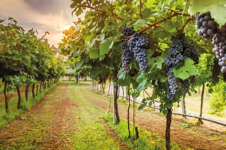 From Siena: Day Tour in a Vintage Fiat 500 with Winery - Price and value at $146.14