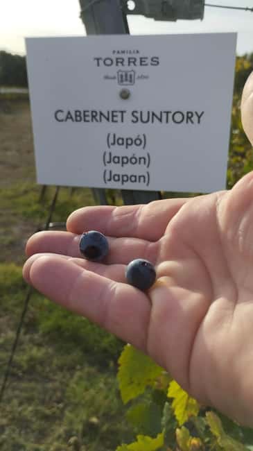 From Sitges: Wine Tasting at 2 Wineries with Hotel Pickup - Second winery: cava, modern ideas, and a useful contrast