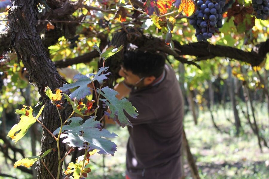 From Sorrento: Full-Day Pompeii & Wine Tasting Tour - Key points at a glance