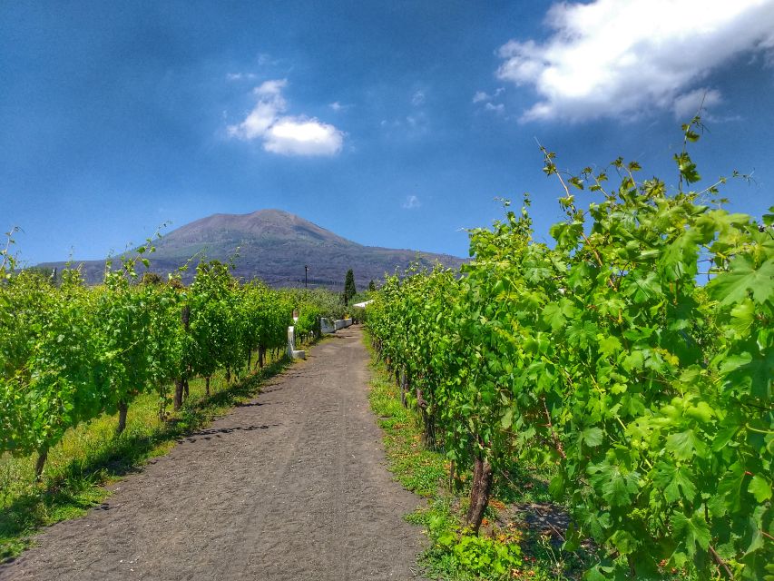 From Sorrento: Mount Vesuvius Tour with Lunch & Wine Tasting - Key Points