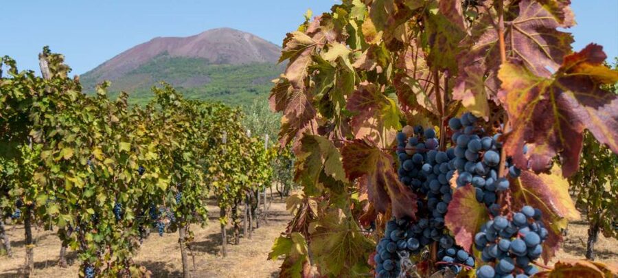 From Sorrento: Mount Vesuvius Tour with Lunch & Wine Tasting - A Lunch Bigger Than the Word Light Suggests