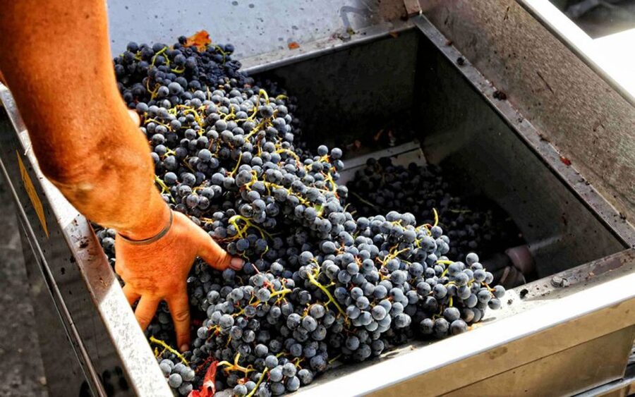 From Sorrento: Winery Tour, Tasting & Lunch - Key points before you book