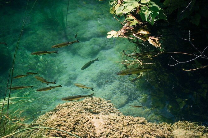From Split: Krka Waterfalls, Food & Wine Tasting Tour - Who should book this Krka excursion