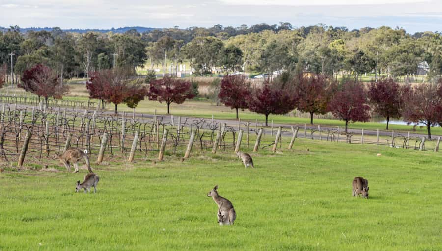 From Sydney: All Inclusive Boutique Hunter Valley Wine Tour - The first boutique winery: Saddlers Creek and the personal touch