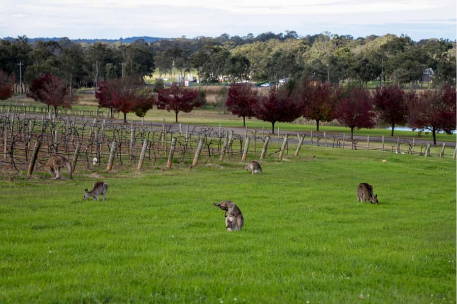 From Sydney: Award-Winning Hunter Valley Wine & Cheese Tour - The second winery adds variety