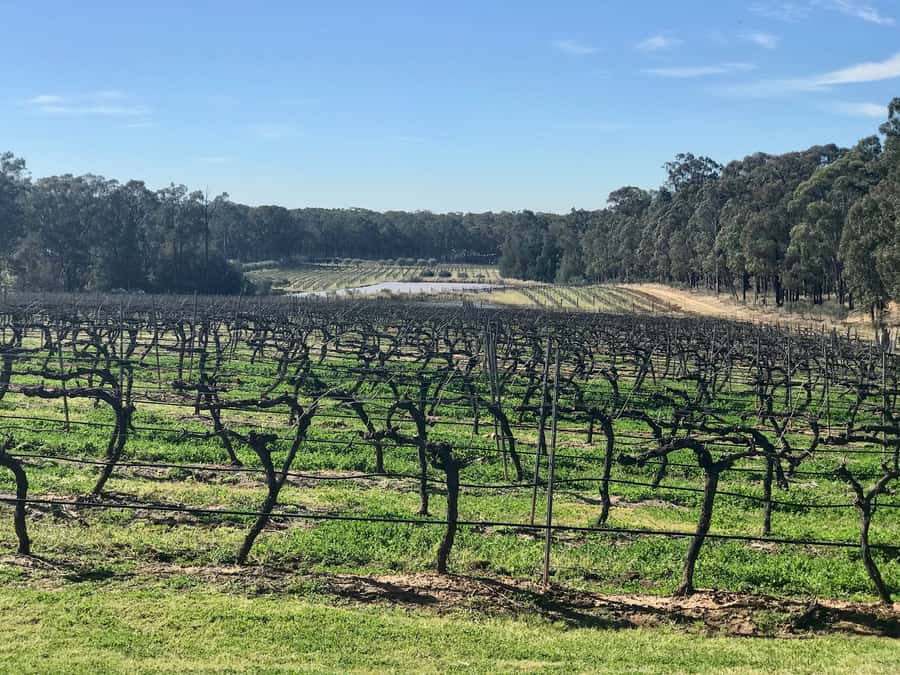 From Sydney: Hunter Valley Wine Tasting & Winery Picnic Tour - Meeting at 812 George Street