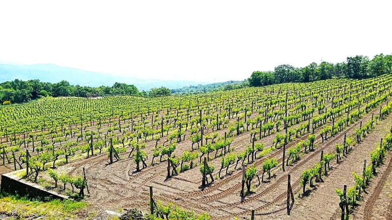 From Taormina: Etna Walking Tour and Wine Tasting in Winery - Walking across lava flows and extinct craters