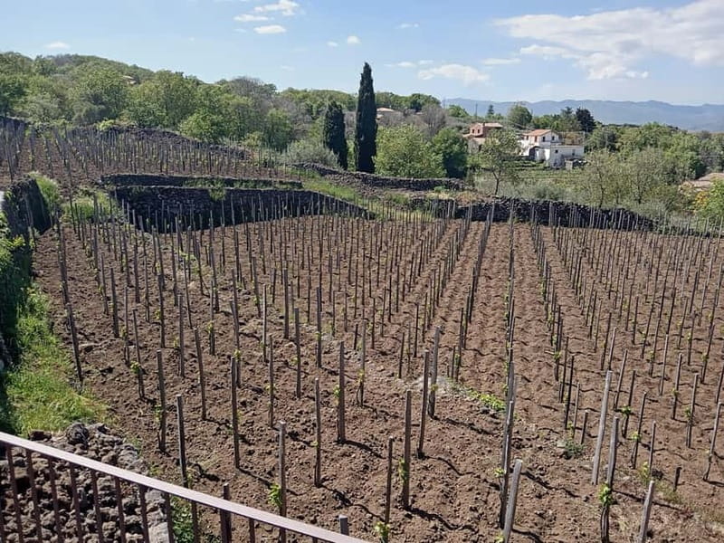 From Taormina: Etna Walking Tour and Wine Tasting in Winery - What the guides add to the experience