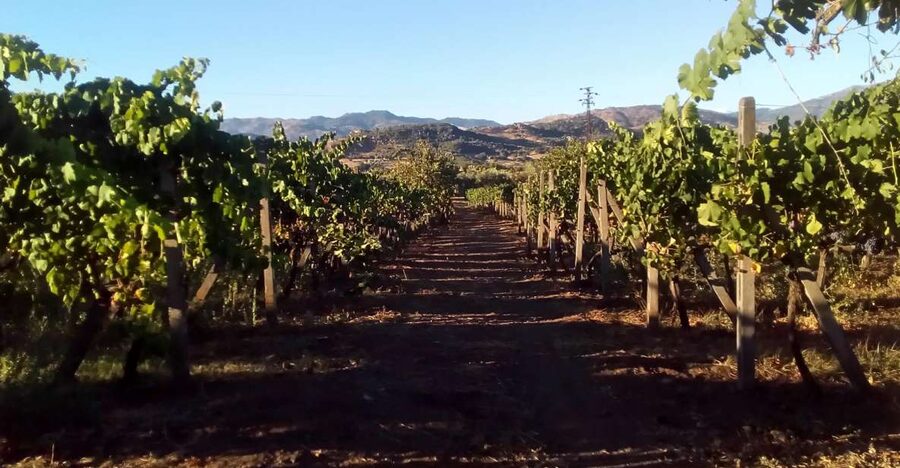 From Taormina: Etna Wineries Small Group Tour - Five useful things to know before booking