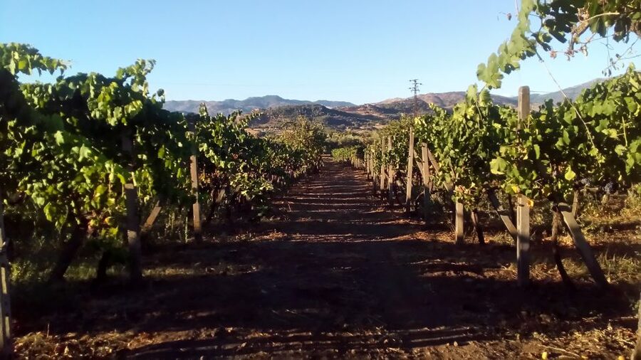 From Taormina: Etna Wineries Small Group Tour - Guides can make or break the long day