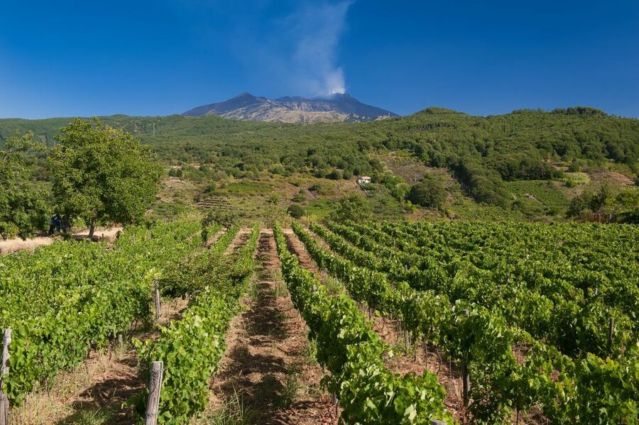 From Taormina: Private 3 Etna Wineries with Food & Wine - Final stop: panoramic views and a generous tasting