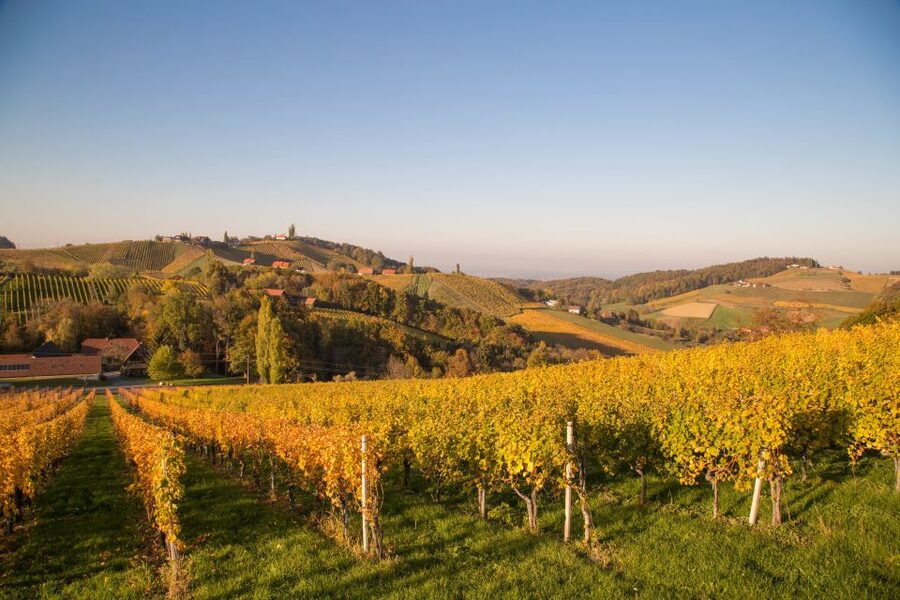 From Tours: Loire Valley Wineries Day Trip with Tastings - The first tasting near Chinon
