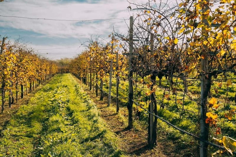 From Venice: Prosecco Hills and Wine Tasting Tour - What DOCG means for your glass