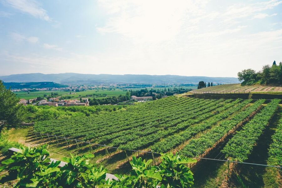 From Verona: Valpolicella and Amarone Wine Tasting Tour - Should you book the Valpolicella tour?