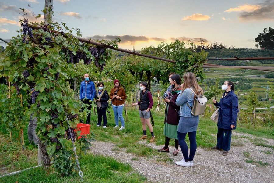 From Verona: Valpolicella Winery Tour with Amarone Vintages - Four things to know before you book