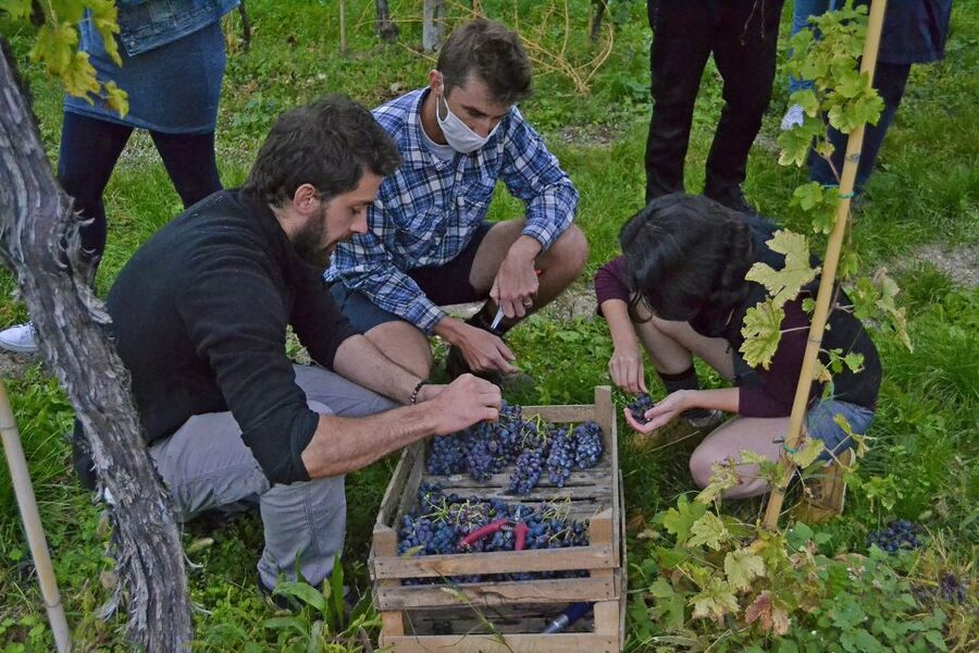 From Verona: Valpolicella Winery Tour with Amarone Vintages - How long the visit really takes