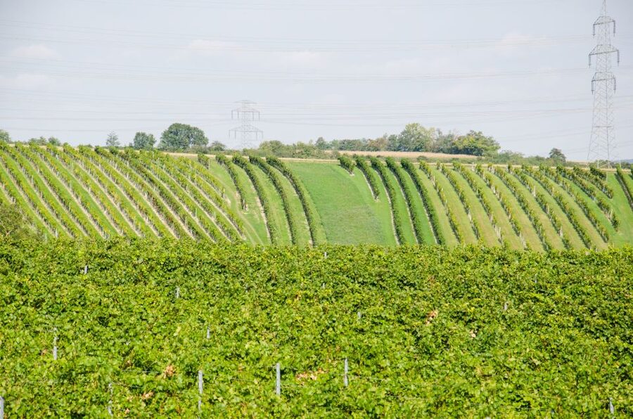 From Vienna: Half-day Countryside Wine Tour with Meal - Should you book the Weinviertel wine tour?