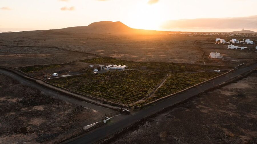 Fuerteventura: Tour & tasting at Conatvs Winery - Booking, Cancellations, and Practical Details