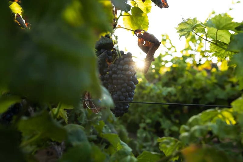 Fuerteventura: Tour & tasting at Conatvs Winery - Why This Fuerteventura Winery Visit Is Different