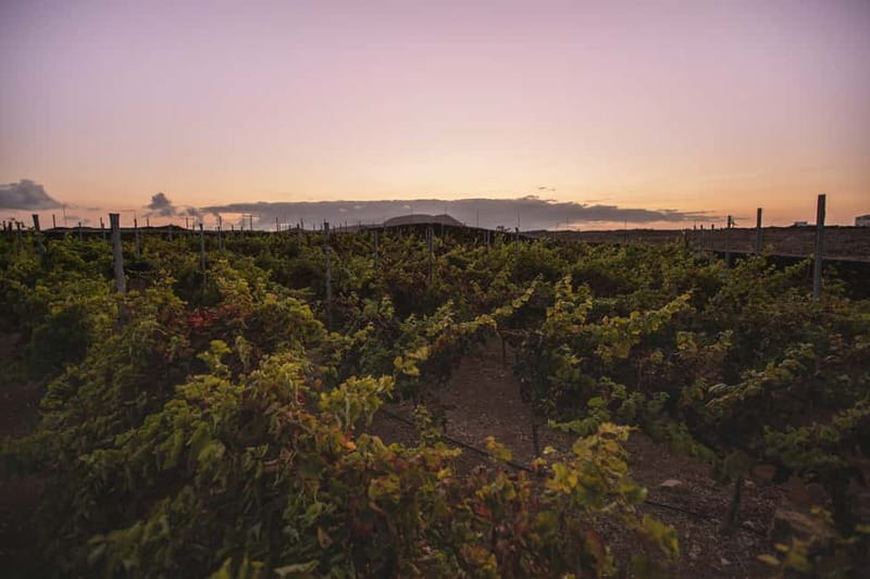 Fuerteventura: Tour & tasting at Conatvs Winery - Inside the Winery: From Grapes to Bottles