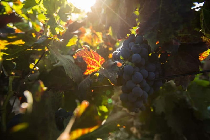 Fuerteventura: Tour & tasting at Conatvs Winery - The Tasting Room and Three Conatvs Wines