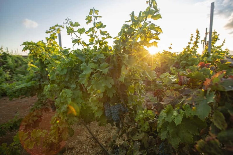 Fuerteventura: Tour & tasting at Conatvs Winery - Getting There Without Included Transport
